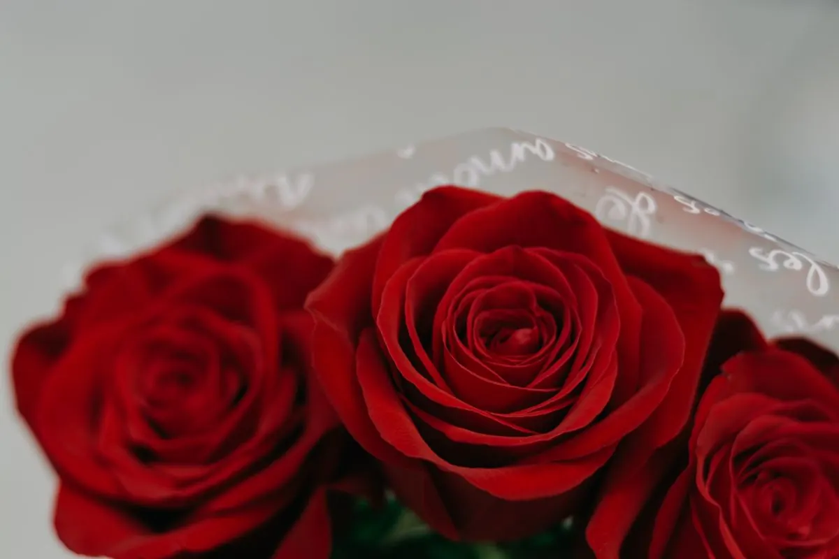 Ramo de rosas para regalar en San Valentín